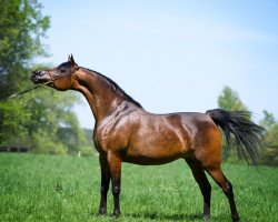 broodmare Belgica ox (Arabian thoroughbred, 2003, from Gazal Al Shaqab ox)