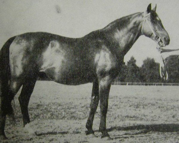 stallion Shagya X-32 (Shagya Arabian, 1951, from 557 Shagya X)