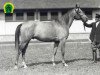 stallion 114 Shagya XXIII-8 (Top) (Shagya Arabian, 1930, from Shagya XXIII)