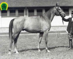 stallion 114 Shagya XXIII-8 (Top) (Shagya Arabian, 1930, from Shagya XXIII)