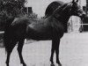stallion Dahoman II (Arabian thoroughbred, 1926, from 120 Dahoman XVI-16)