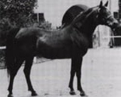 stallion Dahoman II (Arabian thoroughbred, 1926, from 120 Dahoman XVI-16)