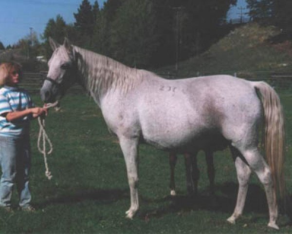 Zuchtstute Biala (Shagya-Araber, 1971, von Dahoman IX)