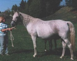 broodmare Biala (Shagya Arabian, 1971, from Dahoman IX)