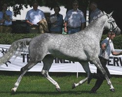 broodmare Kaiserin (Trakehner, 1996, from Lehndorff's)