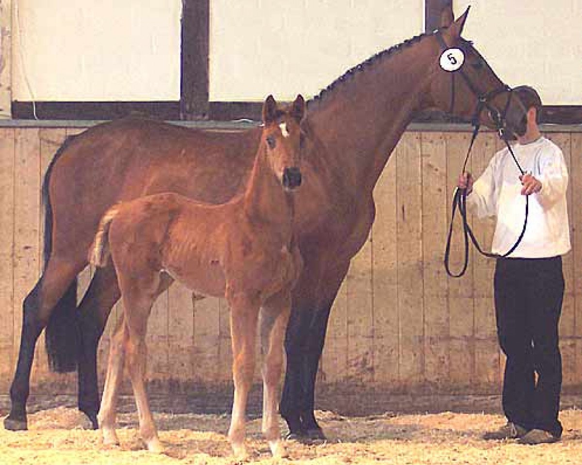 broodmare Haifa Go (Trakehner, 1998, from Maizauber)