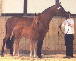 Zuchtstute Haifa Go (Trakehner, 1998, von Maizauber)