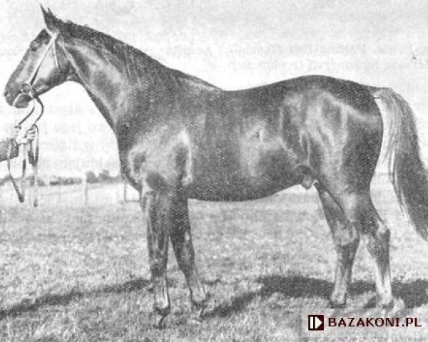 stallion Kosmos (Trakehner, 1961, from Belizar 1107)