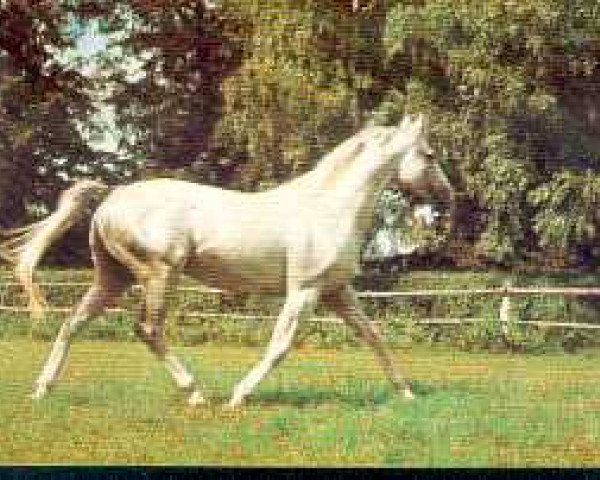 stallion Saragan xx (Thoroughbred, 1965, from Sicambre xx)