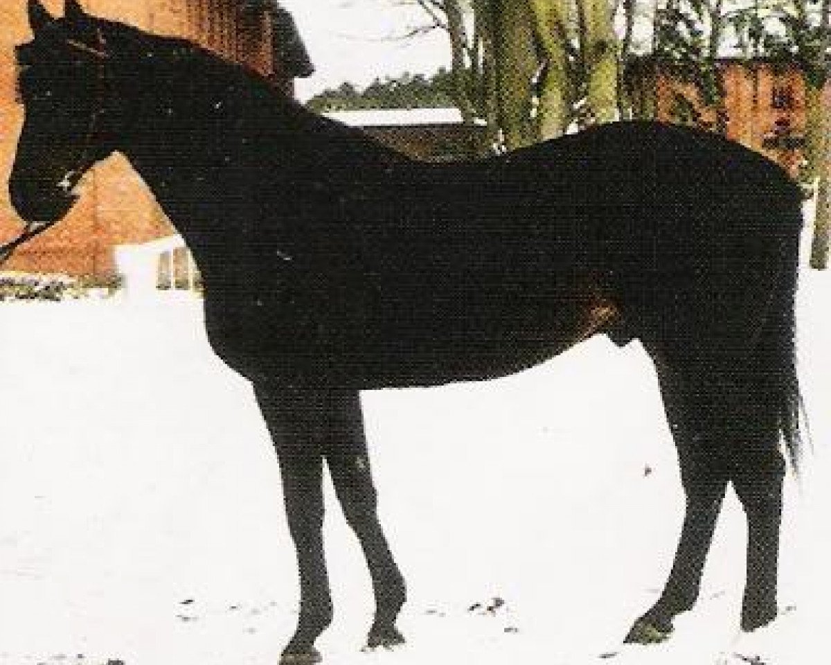 stallion Agar (Trakehner, 1988, from Mangan xx)