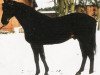 stallion Agar (Trakehner, 1988, from Mangan xx)