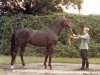 stallion Kondeusz (Trakehner, 1966, from Colombo)