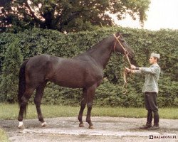 stallion Kondeusz (Trakehner, 1966, from Colombo 3363)