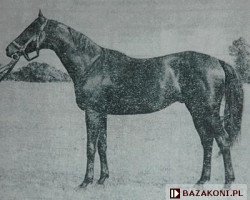 stallion Cross xx (Thoroughbred, 1963, from Dorpat xx)