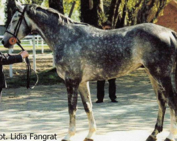 stallion Cedrus (Trakehner, 1993, from Ogar)