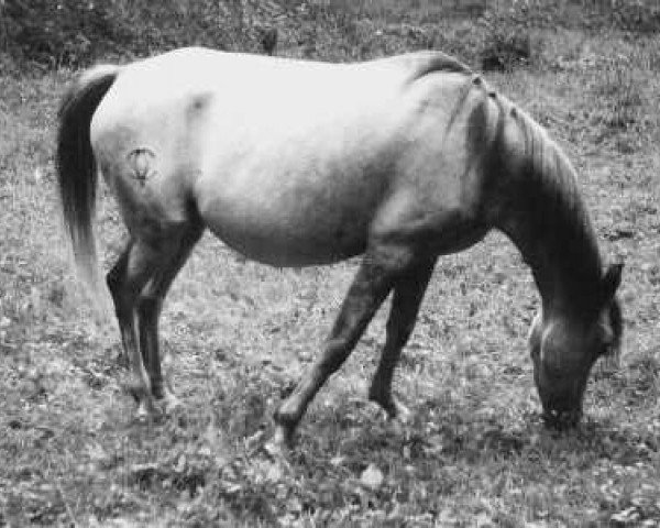 broodmare Morisca V ox (Arabian thoroughbred, 1966, from Tunante ox)