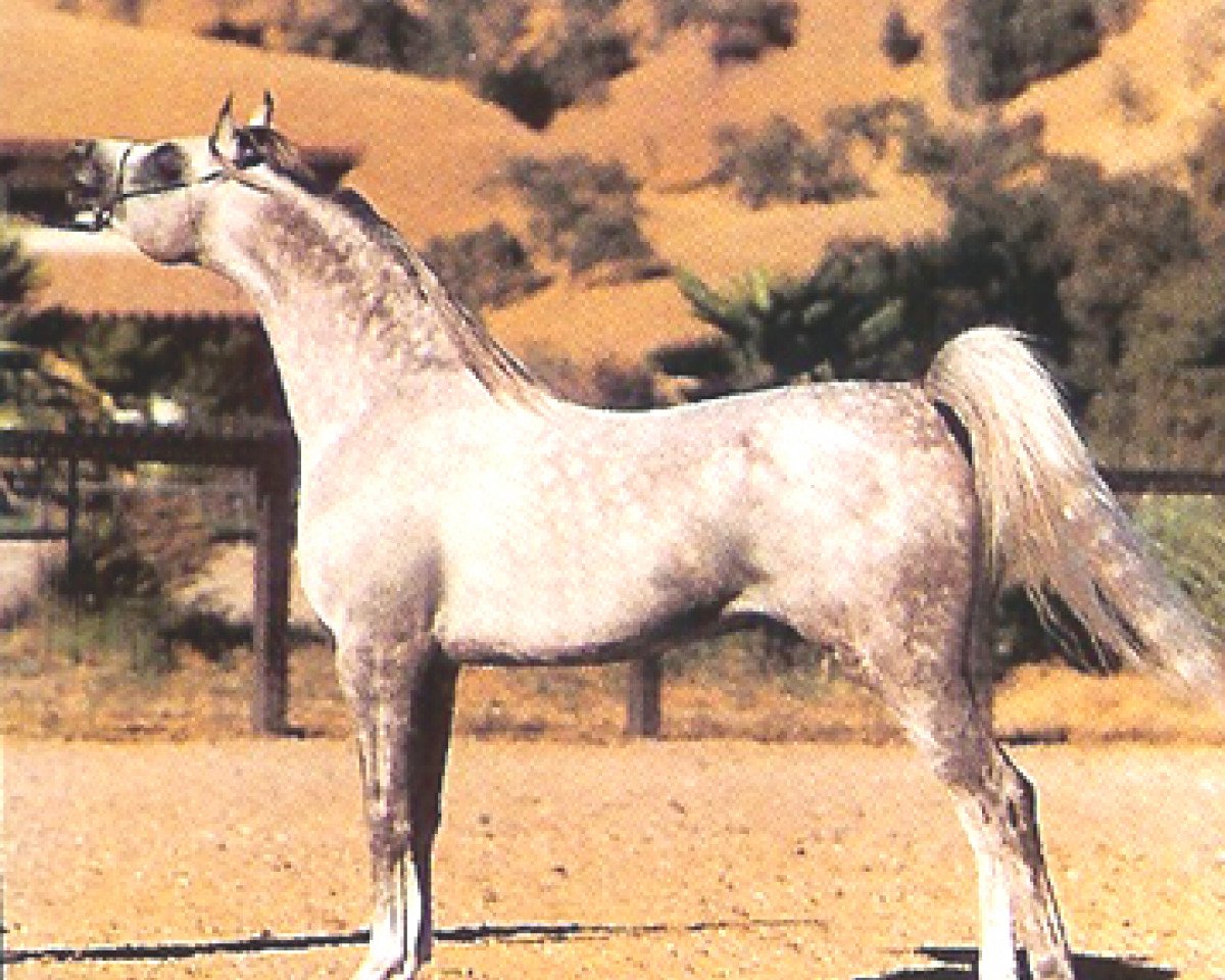 stallion Sanadik El Shaklan ox (Arabian purebred, 1983, from El Shaklan 1975 ox)