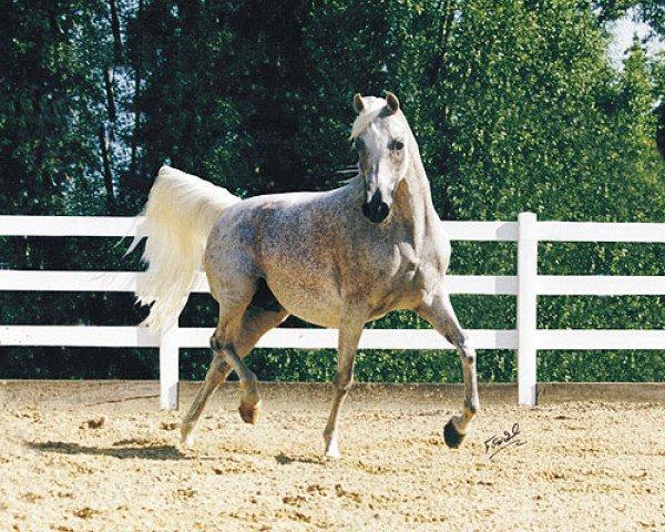 broodmare Om El Sanadiva ox (Arabian thoroughbred, 1990, from Sanadik El Shaklan ox)