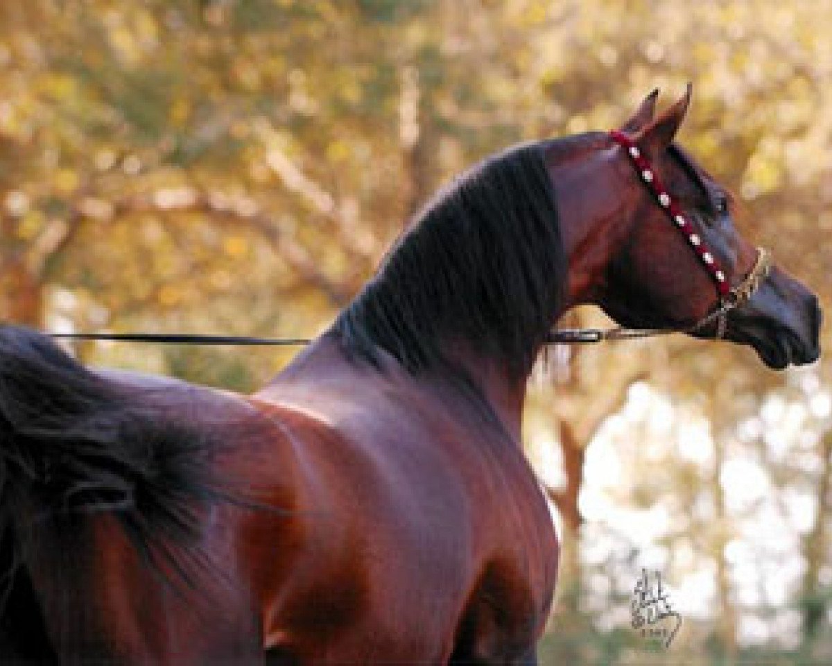 stallion FS Bengali ox (Arabian purebred, 1994, from Kubinec 1987 ox)