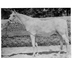 broodmare Folla EAO (Arabian thoroughbred, 1942, from Ibn Barakat EAO)