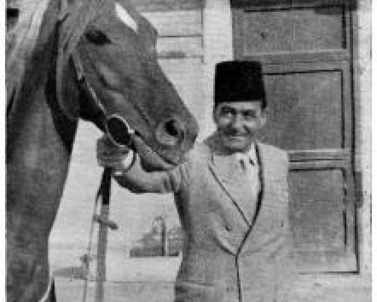 stallion Hamdan II EAO (Arabian purebred, 1957, from Hamdan 1936 RAS)