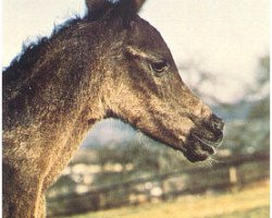 broodmare JK Blue Hasmeh EAO (Arabian thoroughbred, 1978, from Gharib ox)