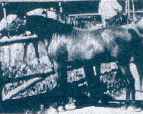 broodmare Fa Aana ox (Arabian thoroughbred, 1949, from Fadl 1930 RAS)