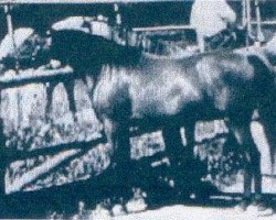 broodmare Fa Aana ox (Arabian thoroughbred, 1949, from Fadl 1930 RAS)