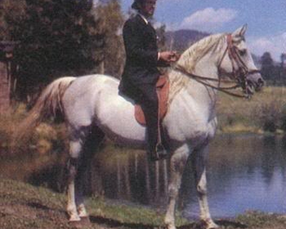 stallion Zarife EAO (Arabian purebred, 1928, from Ibn Samhan 1919 RAS)