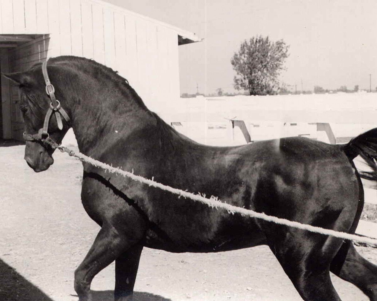 stallion Hallany Mistanny ox (Arabian purebred, 1937, from Zarife EAO)