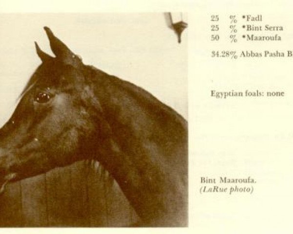 broodmare Bint Maaroufa ox (Arabian thoroughbred, 1953, from Fay El Dine 1934 ox)