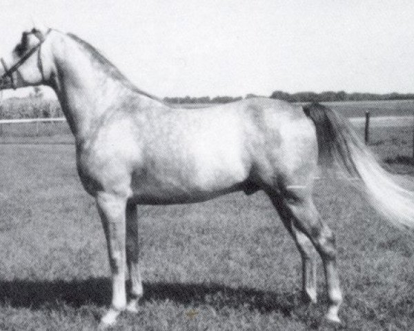 stallion Julyan ox (Arabian thoroughbred, 1958, from Julep ox)