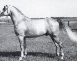 Deckhengst Julyan ox (Vollblutaraber, 1958, von Julep ox)