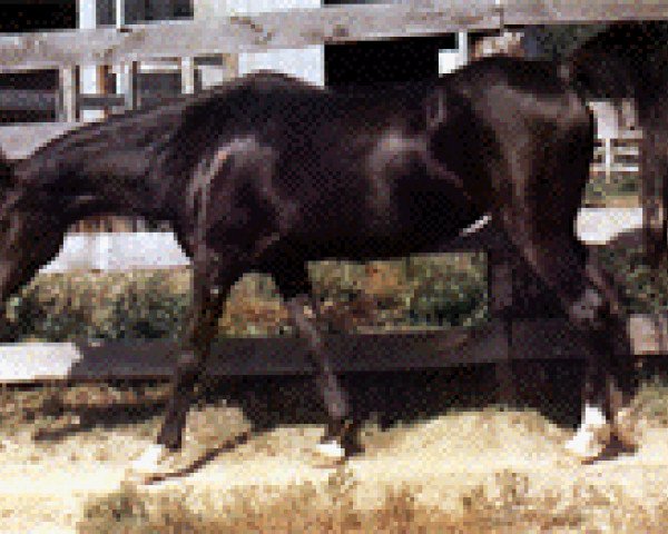 Zuchtstute Misimma ox (Vollblutaraber, 1957, von Fa-Serr ox)