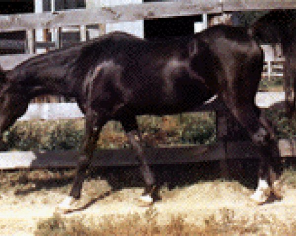 broodmare Misimma ox (Arabian thoroughbred, 1957, from Fa-Serr ox)