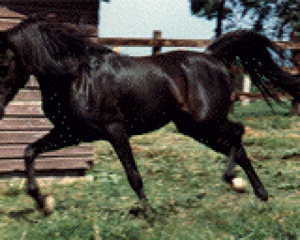 stallion Fabo ox (Arabian thoroughbred, 1962, from Fabah 1950 ox)