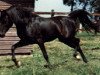 stallion Fabo ox (Arabian thoroughbred, 1962, from Fabah 1950 ox)