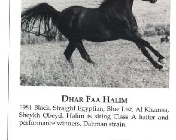 Deckhengst Dhar Faa Halim ox (Vollblutaraber, 1981, von Fabo ox)