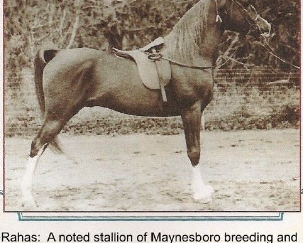 stallion Rahas ox (Arabian thoroughbred, 1928, from Gulastra ox)