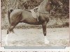 stallion Rahas ox (Arabian thoroughbred, 1928, from Gulastra ox)
