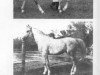 stallion Adonis ox (Arabian thoroughbred, 1939, from Mirage)