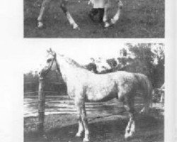 stallion Adonis ox (Arabian thoroughbred, 1939, from Mirage)