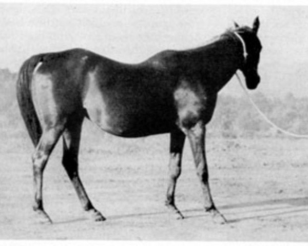 Zuchtstute Matih ox (Vollblutaraber, 1922, von Sargon ox)
