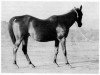 broodmare Matih ox (Arabian thoroughbred, 1922, from Sargon ox)