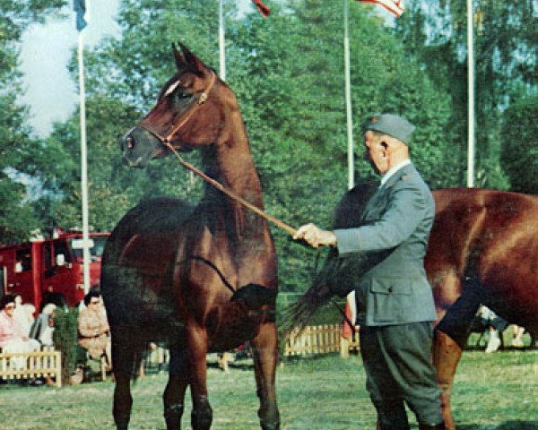 broodmare Eunice ox (Arabian thoroughbred, 1959, from Comet 1953 ox)