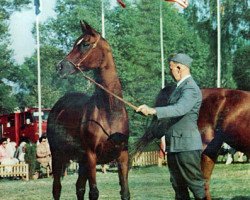 Zuchtstute Eunice ox (Vollblutaraber, 1959, von Comet 1953 ox)