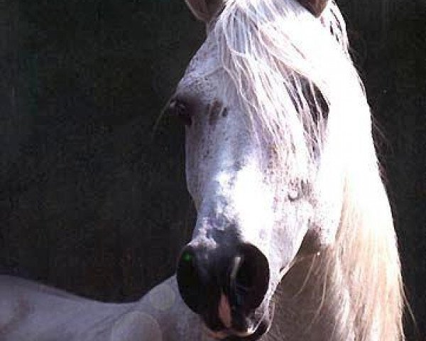 stallion Euben 1972 ox (Arabian thoroughbred, 1972, from Bandos 1964 ox)