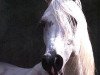 stallion Euben 1972 ox (Arabian thoroughbred, 1972, from Bandos 1964 ox)