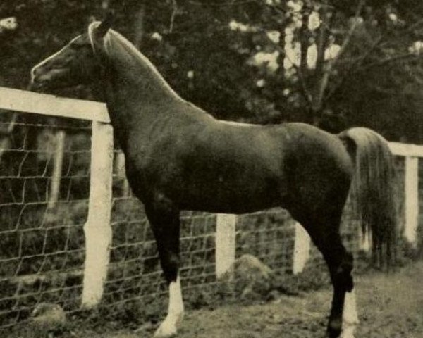 stallion Euphrates ox (Arabian thoroughbred, 1905)