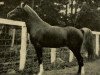 stallion Euphrates ox (Arabian thoroughbred, 1905)